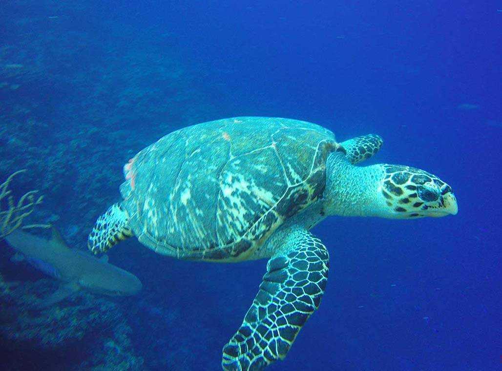 scuba diving, Providenciales, Turks and Caicos