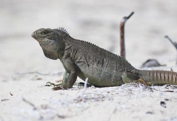 iguana