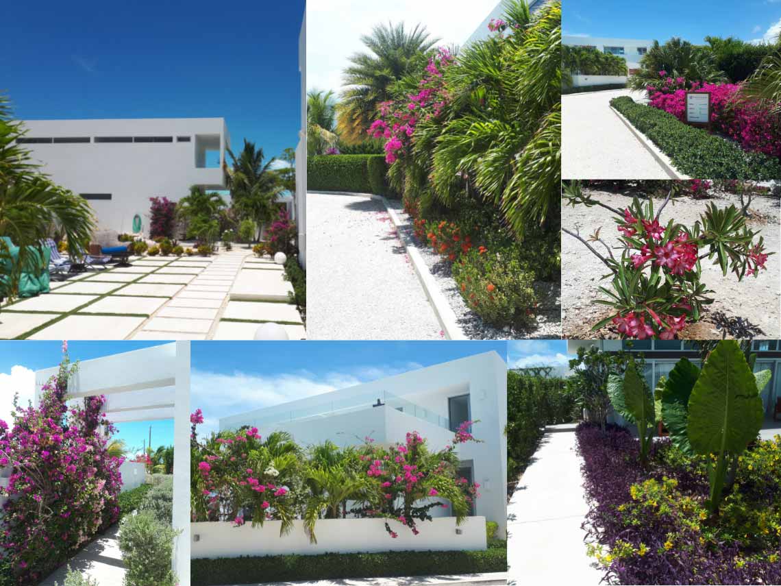 landscaping at White Villas