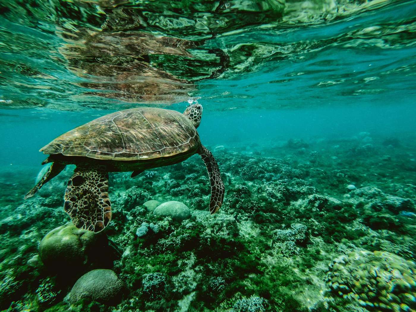 847393 Explore the beauty of a sea turtle gliding through a colorful underwater coral reef.