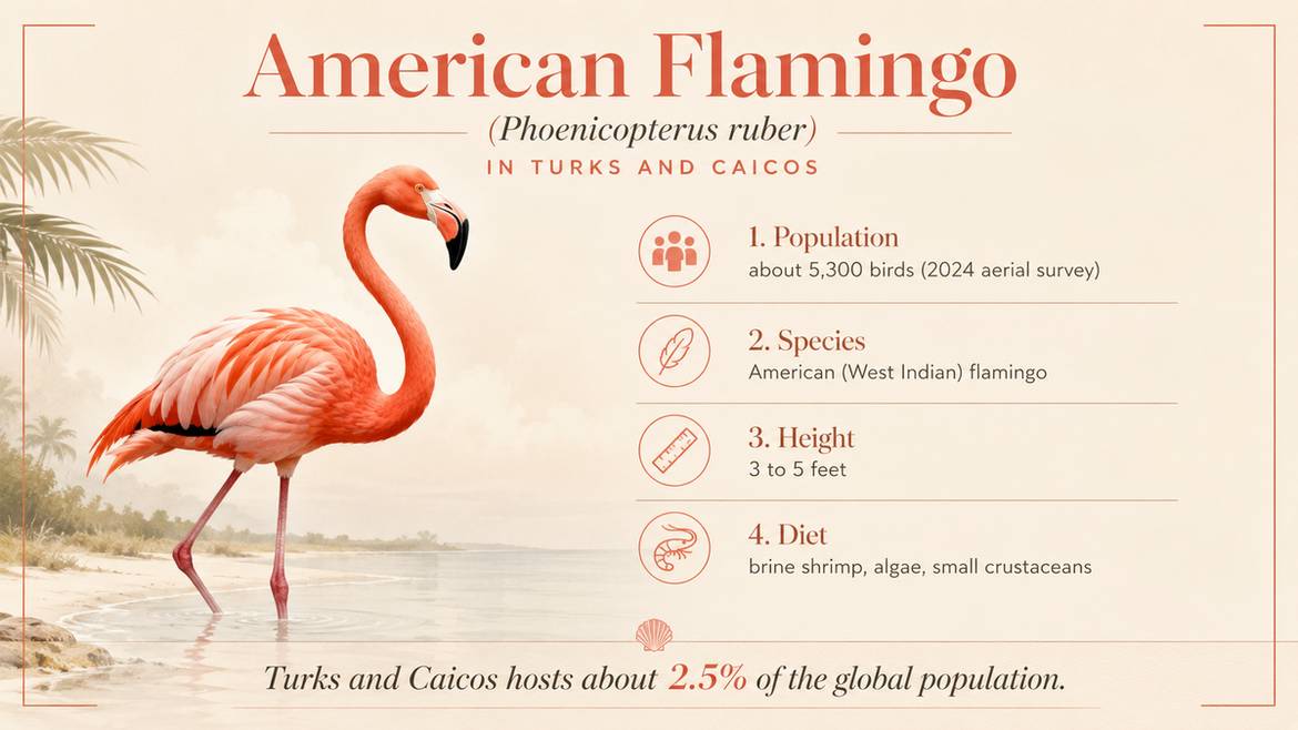 American Flamingo facts infographic: population 5,300, height 3 to 5 feet, diet brine shrimp and algae, hosts 2.5 percent of global population