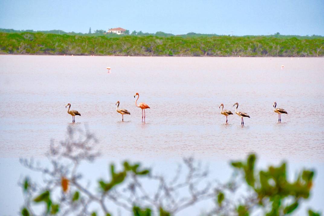 Flamingo Pond Overlook viewing platform above a shallow saline pond in Whitby, North Caicos