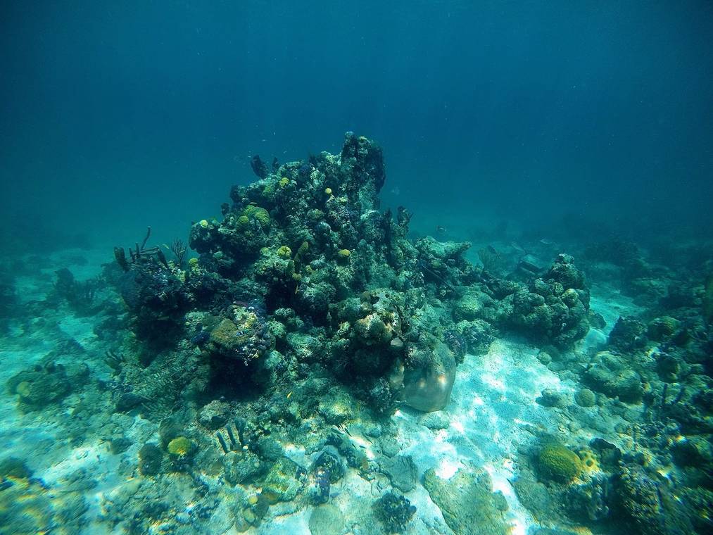 Bight Reef Coral Gardens snorkeling site in Providenciales Turks and Caicos