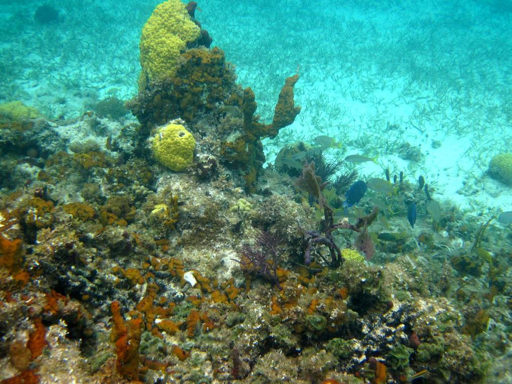 Smith's Reef snorkeling in Providenciales Turks and Caicos with clear turquoise water