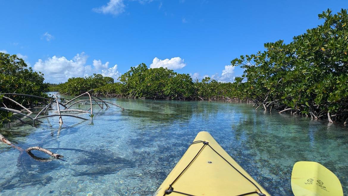 Kayaking through clear mangrove channels on a Big Blue Collective tour