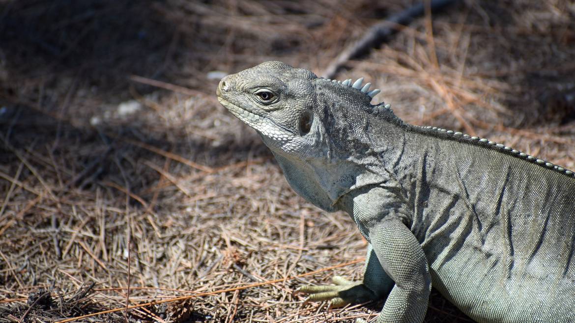 A Turks and Caicos rock iguana on the sand at Little Water Cay