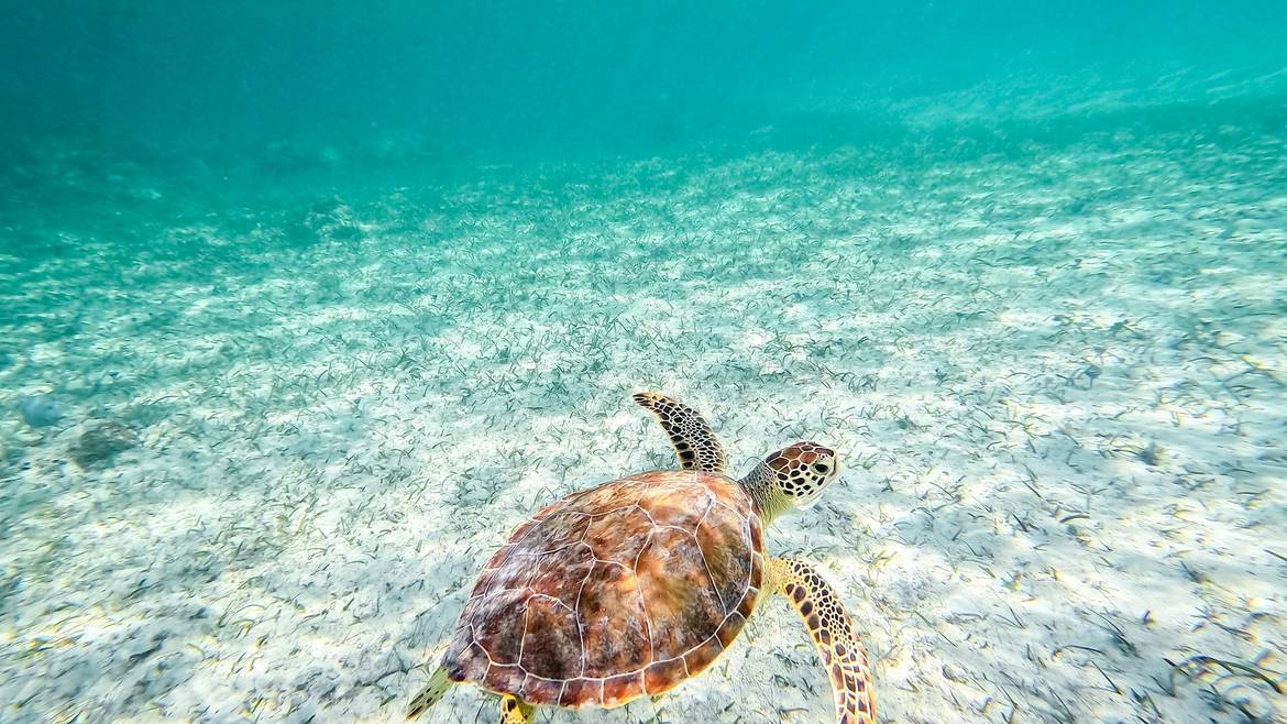 A sea turtle swimming over white sand at Smith's Reef in Providenciales